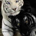 A'BeautyInTheBeast - @Fay_Mosley - Twitter