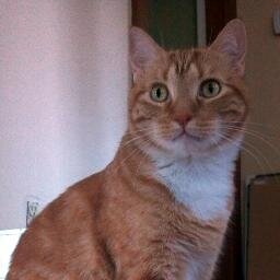 I know I look orange, but underneath I'm black like a polar bear or Bill Clinton.