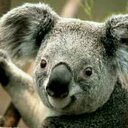 o coala (@13Diva13) Twitter