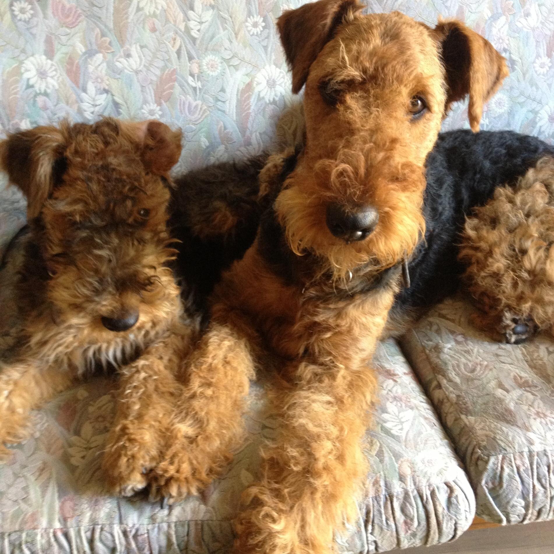 Official twitter account of Sandra Pounder Designs. Art & Crafts specialising in Airedale Terriers
