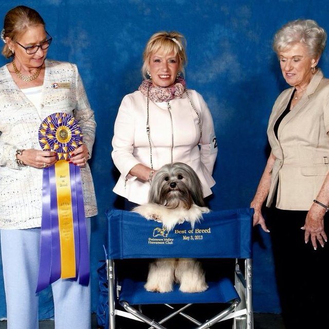 shataras2000's profile picture. Professional dog handler and breeder of top winning Havanese