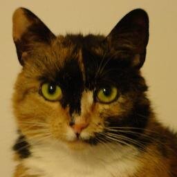 tosiadeket's profile picture. Kotka z charakterem i swoim poglądem na Polskę i jej sprawy!