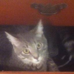 xfitcat's profile picture. 