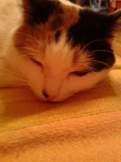 samoshina31's profile picture. 