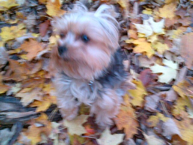 Yorkie Mum to Bella and St John Ambulance Therapy Dog 🐶 English Handbell Ringer 🔔 Migraine Warrior “Start as you mean to go on”