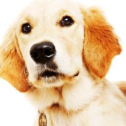 Guide Dog support group for University of Sheffield! Follow our favourite committee member @skipperooo1