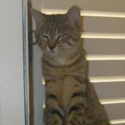 ghosty45mezty's profile picture. 