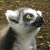 Iguana guy (@zookreeper) Twitter profile photo Iguana guy (@zookreeper) Twitter profile photo
