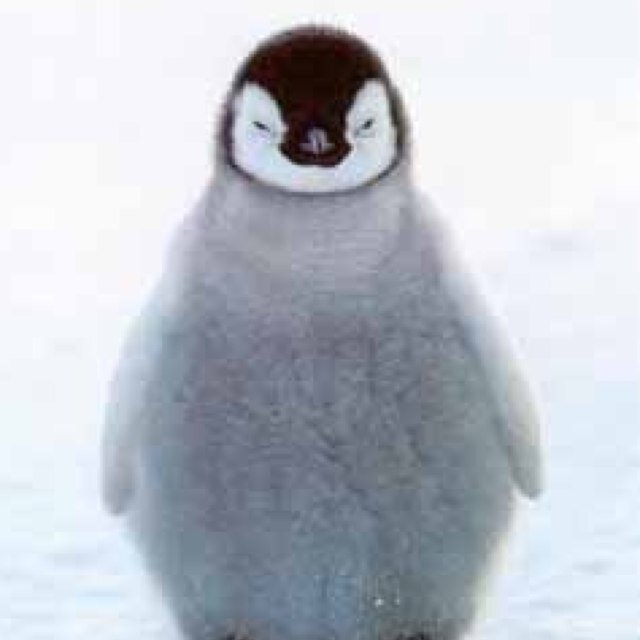 positivepengui1's profile picture. tiny penguin brightening your day