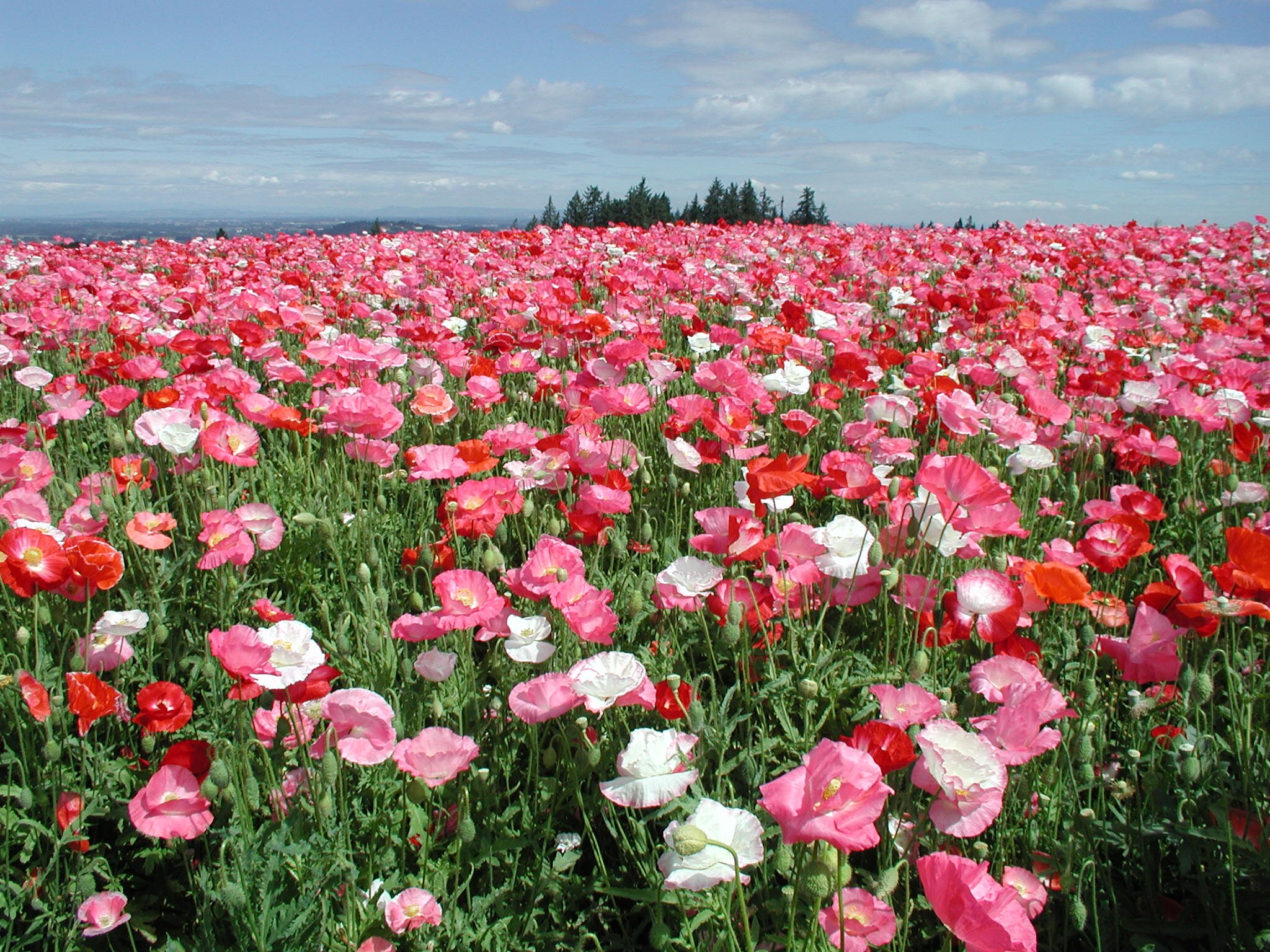 Professor and Extension Specialist, Department of Horticulture, University of Wisconsin-Madison