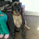 Dan Kull - @skulldoggydog - Twitter