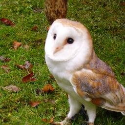 Angharad Tomos Profile