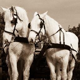 Country-style #guesthouse #accommodation in #Plettenberg Bay. Wedding/Function Venue. #Horse and Carriage.