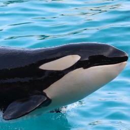 鯨類bot Cetacea Bot Twitter