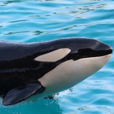 鯨類bot ヒゲクジラの摂餌方法 飲み込み型 短くて厚いクジラヒゲを用いて餌と海水を一緒に口に含み 餌を濾しとって食べる 形態的には下顎から臍にかけて平行に溝状の畝が多数あり 餌を食べるときに広がる 餌の種類は表層のプランクトンや群衆性の 鯨類bot ヒゲクジラの摂餌方法 飲み込み型 短くて厚いクジラヒゲを用いて餌と海水を一緒に口に含み 餌を濾しとって食べる 形態的には下顎から臍にかけて平行に溝状の畝が多数あり 餌を食べるときに広がる 餌の種類は表層のプランクトンや群衆性の
