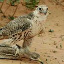 سعيد القحطاني (@0504982238Saeed) Twitter