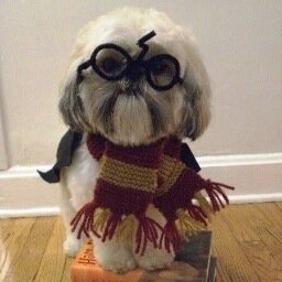 Tweeting all pictures adorable.