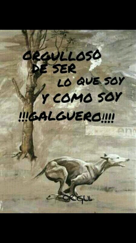 Somos grandes aficionado al mundo del galgo unete a nosotros!!! PASIÓN POR LOS GALGOS!!!