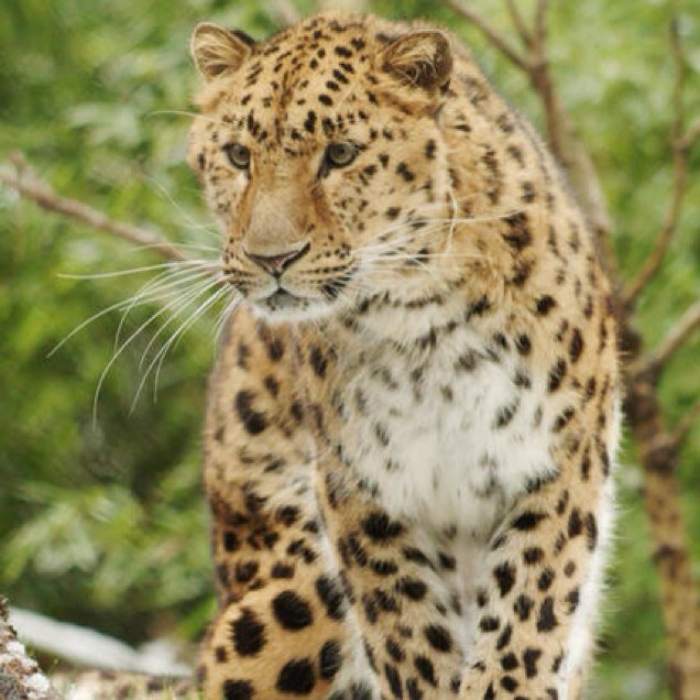 Vixfox17's profile picture. 