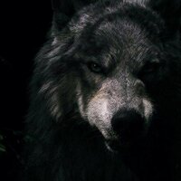 Александр Романов (@howligid) 's Twitter Profile