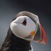 Jonathan Mercer (@cwpbirder) Twitter profile photo