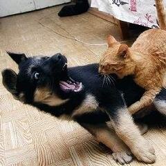 動物gif 犬多め Animalgif Twitter