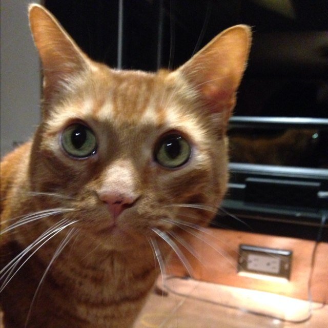 SharonSharatz's profile picture. 