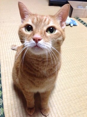 猫にまつわるあるあるネタをつぶやいていきます！共感できたらフォロー＆リツイートお願いします。