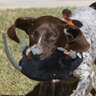 MawsonGSP's profile picture. The adventures of me: a scaredy GSP from Oz, loving agility, the swimming pool and trying to get away with stealing anything I can!