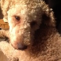 Mike Cheviron (@coachchev) 's Twitter Profile