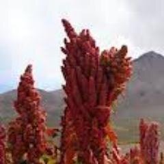 Promovemos alimentos ancestrales,que van del campo a tu mesa con amor.