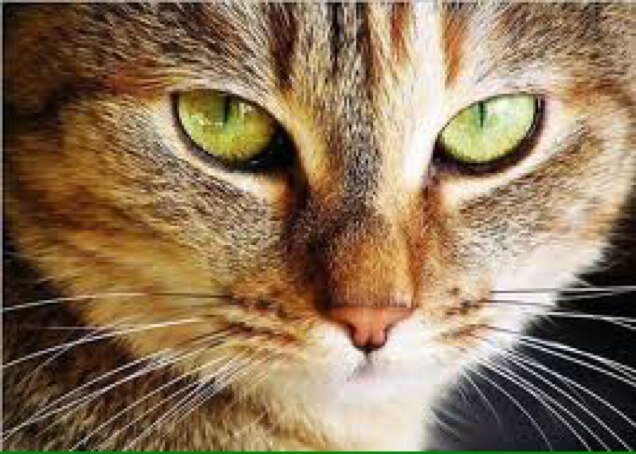 The Oregon Cat Project is a non-profit feline advocacy and rescue currently serving the states of Oregon, Hawaii, and Washington. Sherman is pictured.