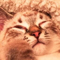 Sir_Fluffingham Profile Picture