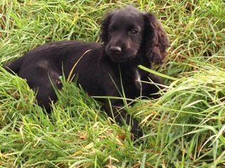Loves all things driven, especially my first gundog puppy 'tweedy tilli'