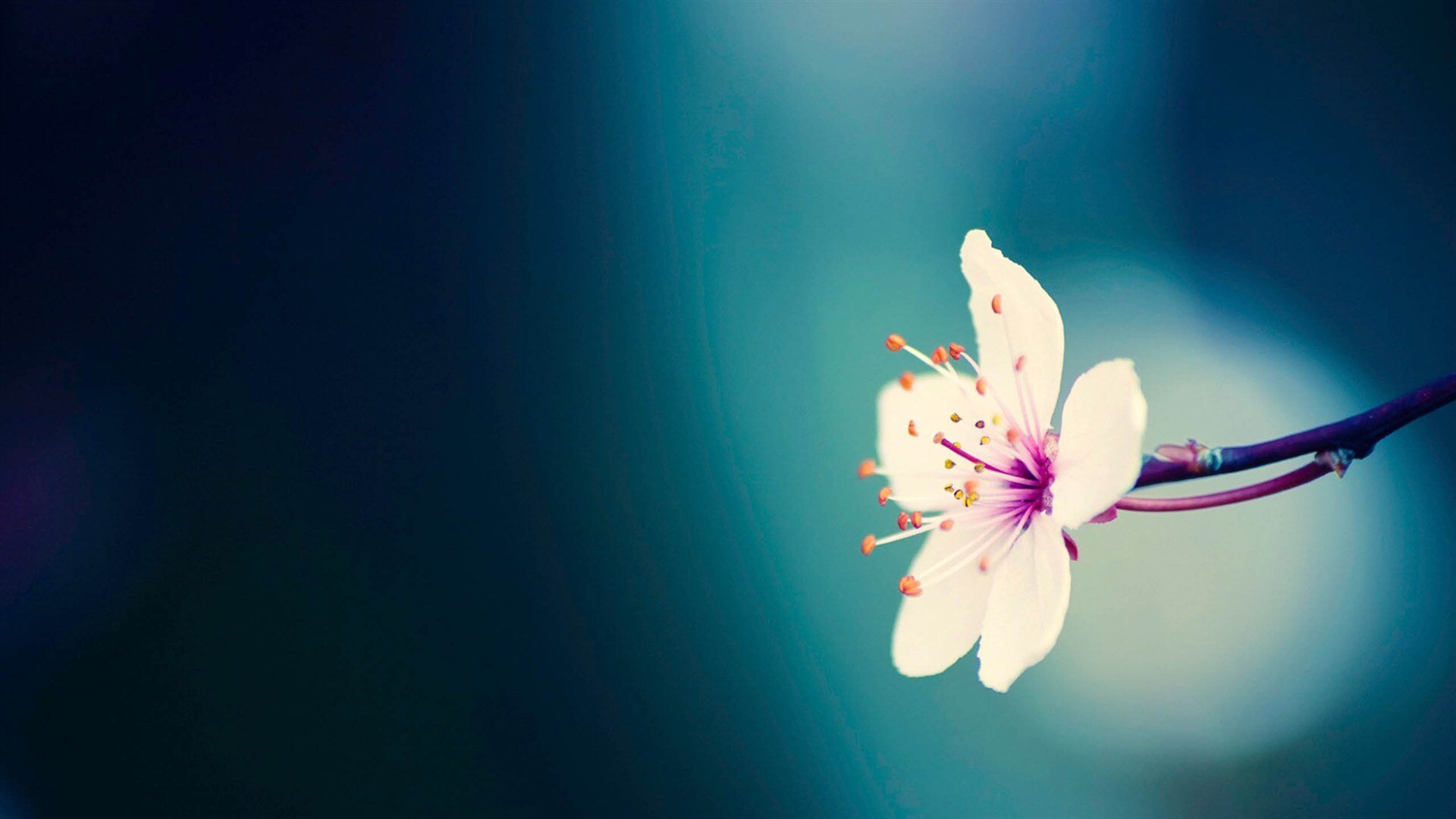 prabhu898's profile picture. 