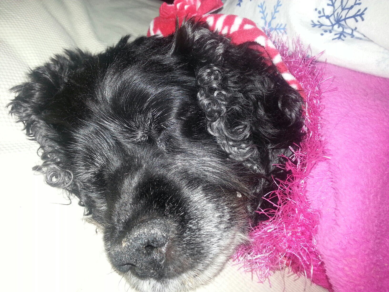 KBMTSweepShow's profile picture. HUGE Fan Of @KBMTeam @JoeGibbsRacing And Da @ChicagoBears Just A Country Girl That LOVES NASCAR,The Country Life,Family,Friend's And Sadie Girl.. #NFB