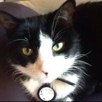 Margaret Pitcher (@margaretpitcher) 's Twitter Profile