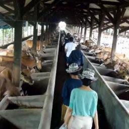Penyelenggara #SekolahTernakSapiku & #BelajarKilat, Penyedia sapi potong, pakan ternak & #DagingHerbal