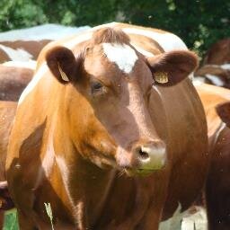 La race bovine #RougedesPrés est une race allaitante présente principalement dans les #PaysdeLoire .
Sa viande de qualité a été reconnue en #AOP #MaineAnjou.