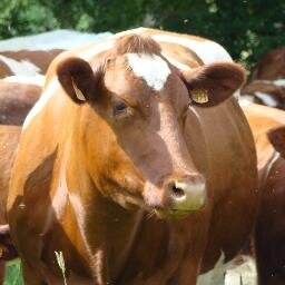 La race bovine #RougedesPrés est une race allaitante présente principalement dans les #PaysdeLoire .
Sa viande de qualité a été reconnue en #AOP #MaineAnjou.