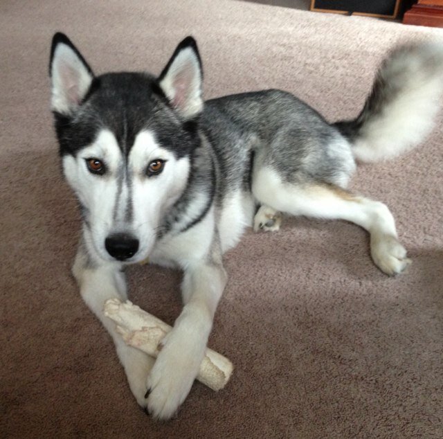 TangJie's profile picture. I'm probably not a dog