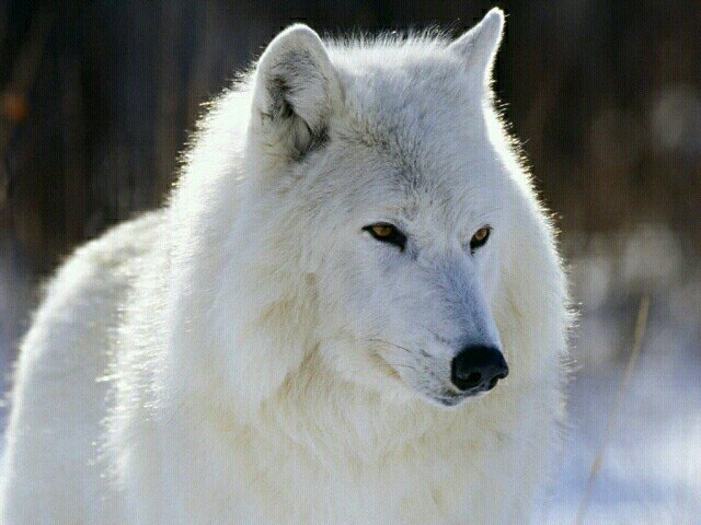 My name is Maureen Smith phd and live in Bangor Me. I am from Wi, & a retired professor. I am a proud citizen of the Oneida Nation and very proud Dodo of 6.