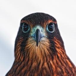 Marlonvon's profile picture. Professional Human