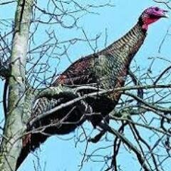 Turkey, geese, pheasant, ruffed grouse, partridge, ducks, quail, bobwhite, woodcock - name your game.  We hunt them all!  Enjoy our Twitter site.