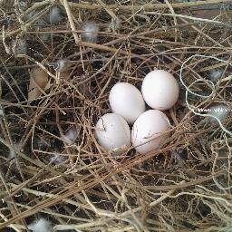 ShadowGraphical's profile picture. 