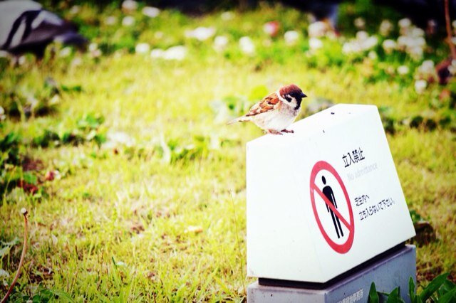 ten_0312's profile picture. 成人済み、関東で活動中、コスカメラマンやってます、本当に気まぐれでコスプレもしたりしなかったり。知らない垢からのフォローは紹介文やポストを見させて頂いた上で合わない方はブロックします