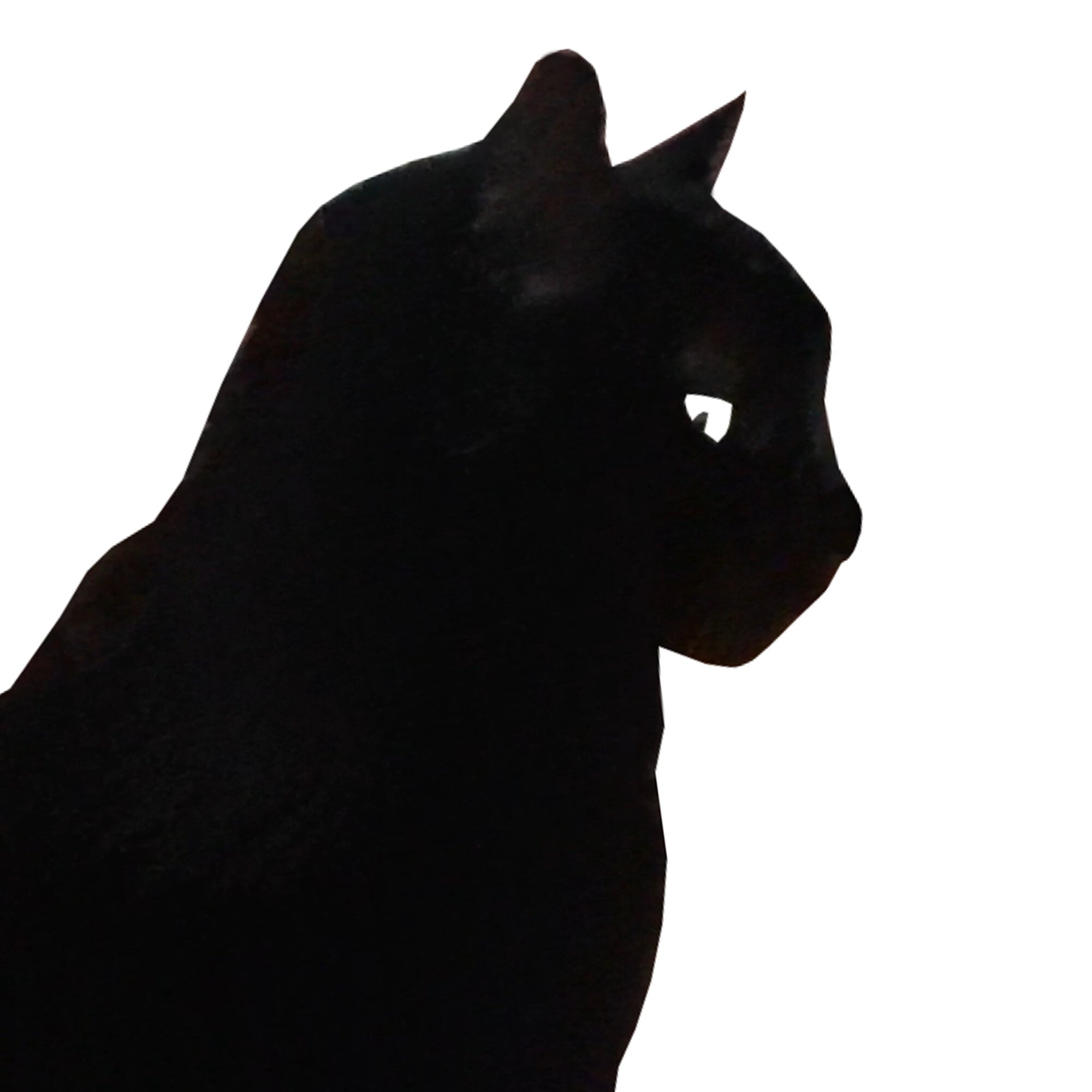 le chat noir qui porte la poisse à la droite