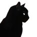 le chat noir  (@pachinou) Twitter profile photo