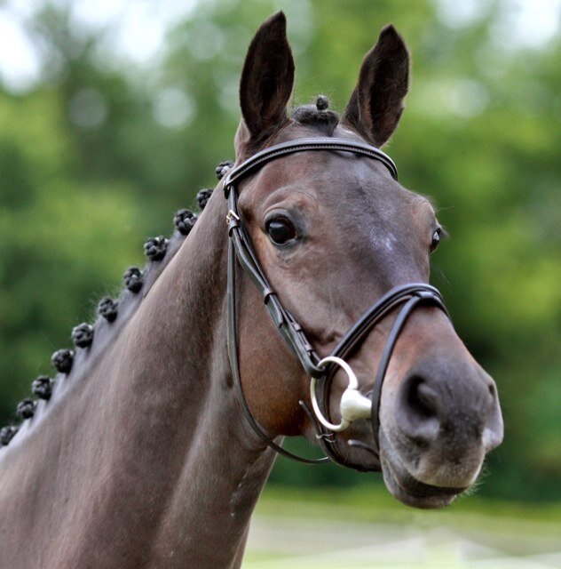Producers of Elite Sport Horses