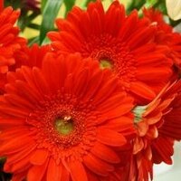 ayse özen (@ayse_zen) Twitter profile photo